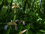 FZ018690 Stinking Iris (Iris foetidissima).jpg